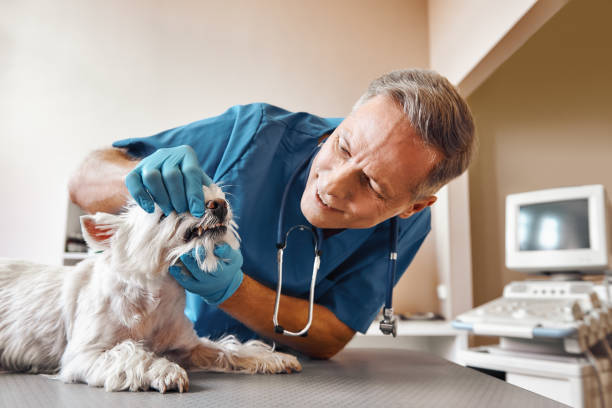 Best Emergency Denture Repair in Belcourt, ND